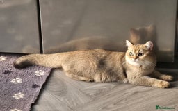 British Shorthair cats for sale: Two very loving friendly BSH sisters  - Advert 3