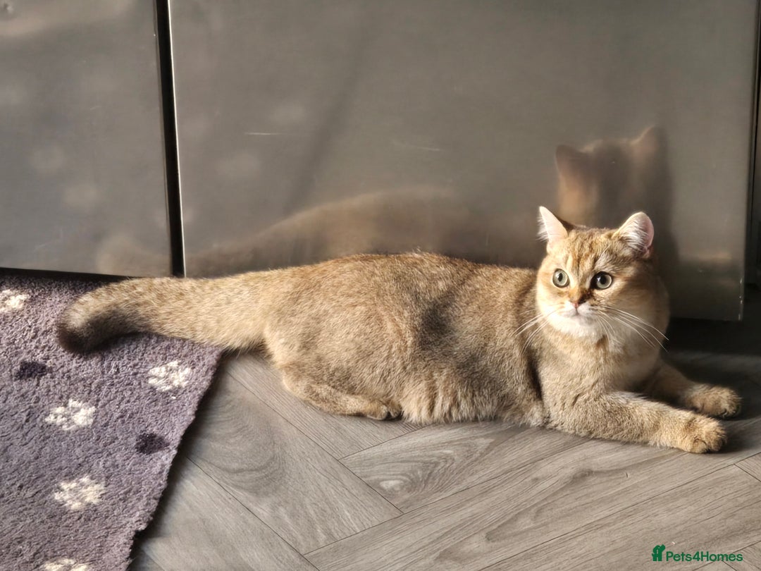 British Shorthair cats for sale: Two very loving friendly BSH sisters  - Advert 3