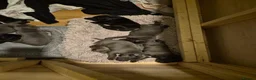 Cane Corso dogs for sale: 🐾 10 BEAUTIFUL CANE CORSO PUPPIES FOR SALE 🐾 - Advert 6