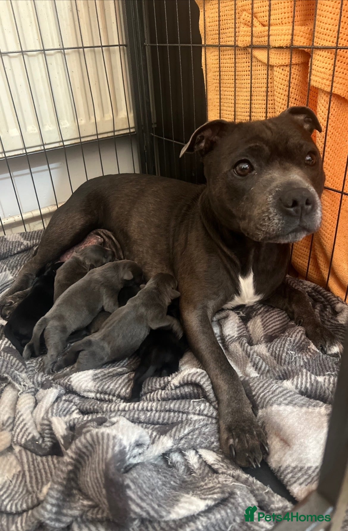 Staffordshire Bull Terrier dogs Beautiful Litter of 6 Puppies – 3 Boys & 3 Girls - Advert 7