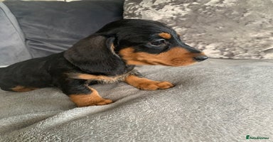 Miniature Dachshund dogs - Advert 10