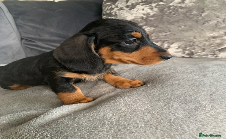 Miniature Dachshund dogs - Advert 14
