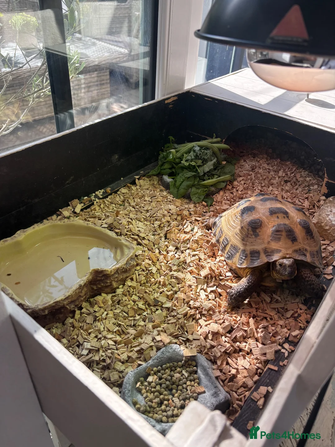 Tortoise reptiles for sale: Horsefield Tortoise in Coventry - Advert 6