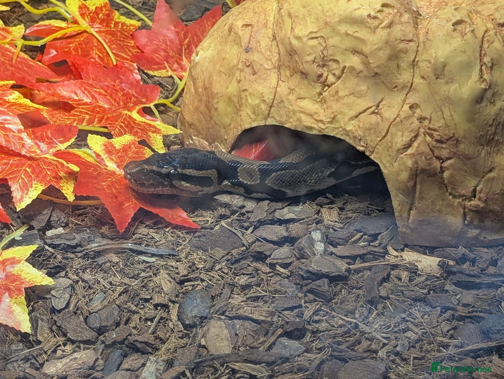 Python Snake reptiles Royal \ Ball python  - Advert 1
