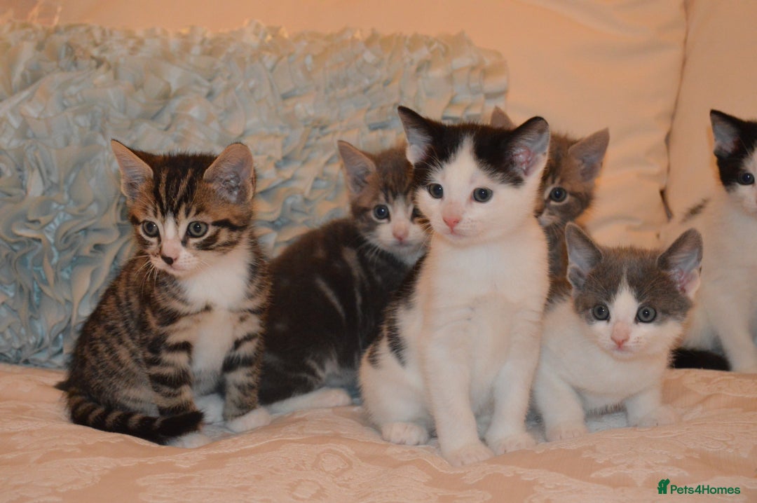 Mixed Breed cats for sale: 6 Adorable Playful Kittens for Sale - Image 21