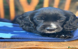 Cocker Spaniel dogs for sale: KC working cocker spaniel puppies - Image 20