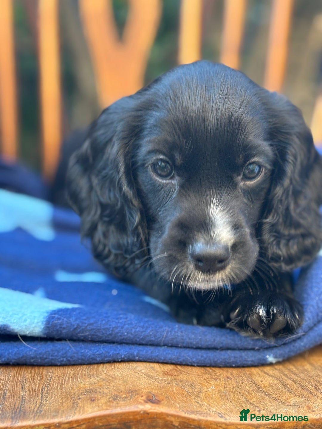 Cocker Spaniel dogs for sale: KC working cocker spaniel puppies - Image 20
