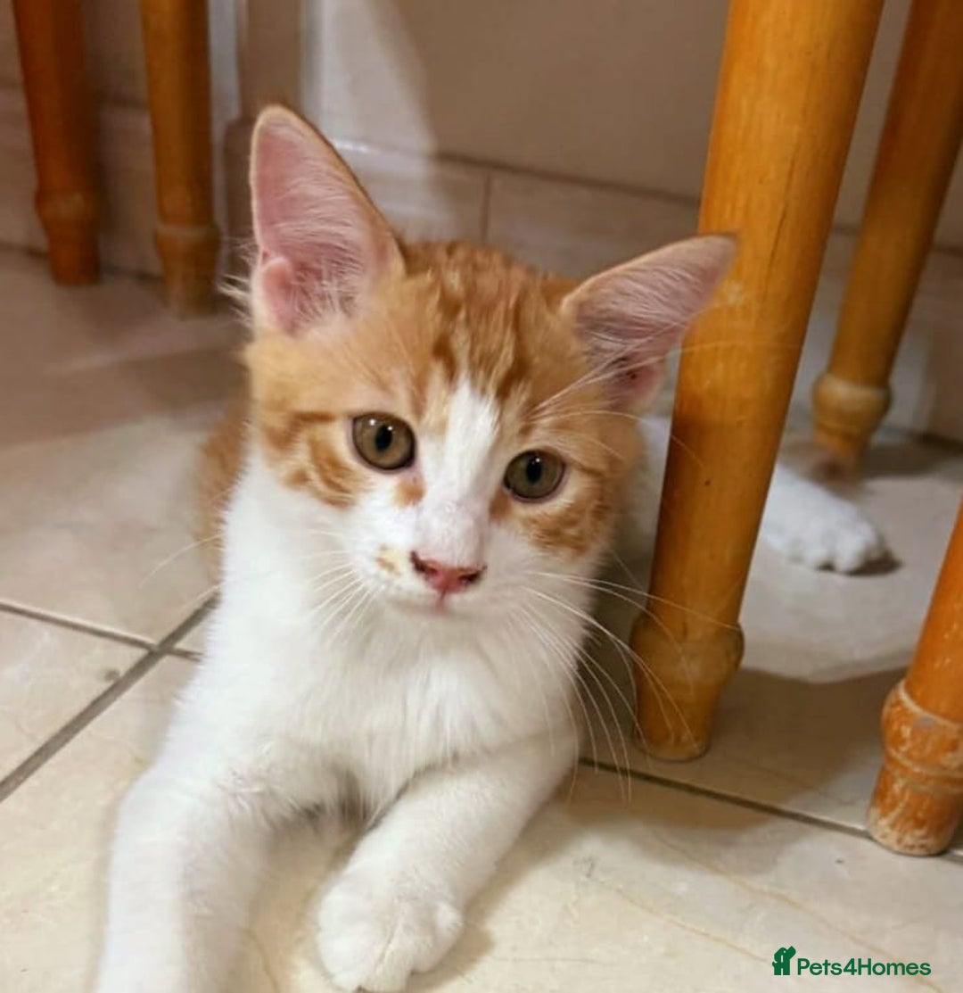 Mixed Breed cats for adoption: LUKI TURKISH ANGORA / JUNO SHORT HAIR BONDED PAIR  - Image 7