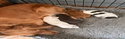 Cocker Spaniel dogs for sale: Beautiful roan cocker spaniels for sale - Advert 8