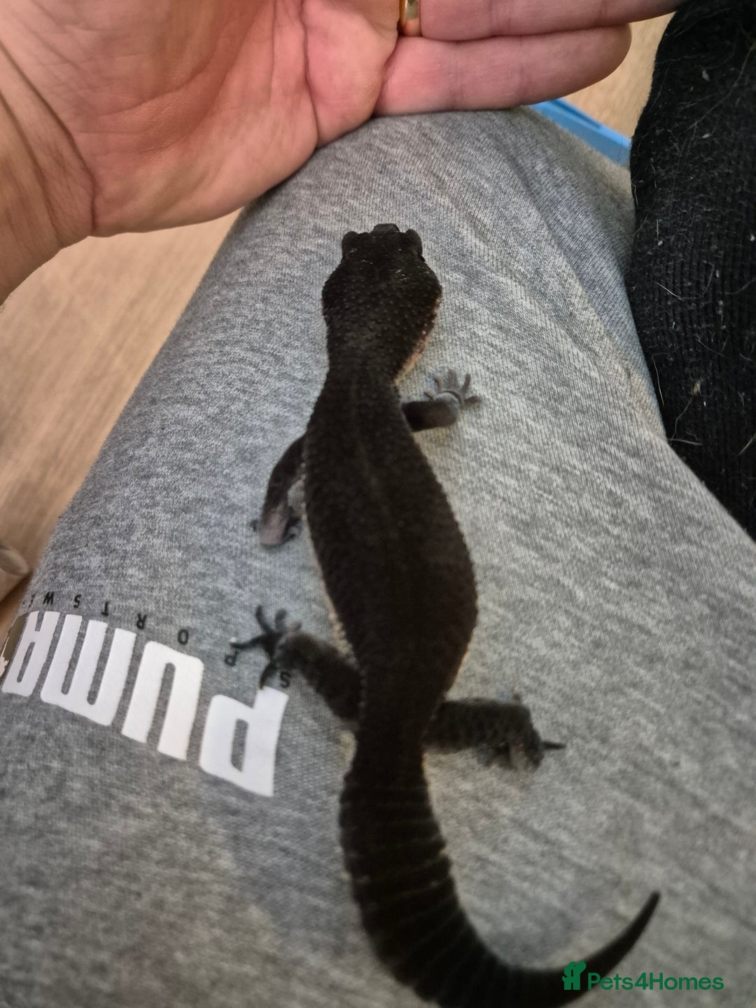 Leopard Gecko reptiles for sale: Female adult black night leopard gecko  - Image 2