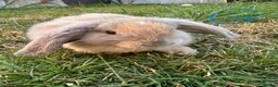 Mini Lop rabbits for sale: Mini Lop Rabbits For Sale  - Advert 4