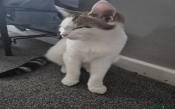 British Shorthair cats for sale: Male and female kittens - Image 2
