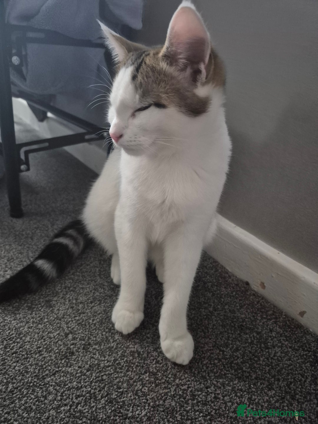British Shorthair cats for sale: Male and female kittens - Image 2