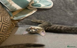 Mixed Breed cats for sale: Kittens looking for their forever homes  - Advert 4