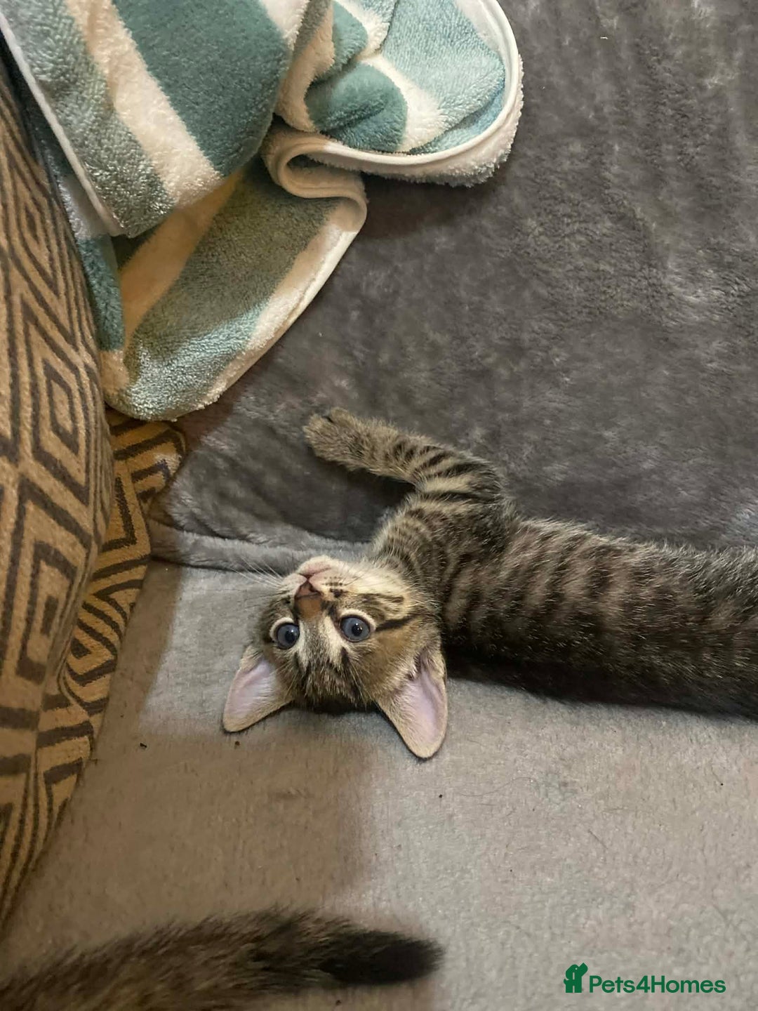 Mixed Breed cats for sale: Kittens looking for their forever homes  - Advert 4