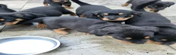 Rottweiler dogs for sale: Rottweiler pupps for sale  - Advert 10
