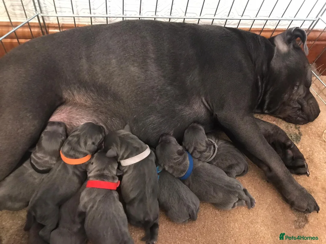 Staffordshire Bull Terrier dogs for stud: PROVEN STUD. ADONIS JUNIOR NOBLESTAFF!!! in Stoke-on-Trent - Advert 7