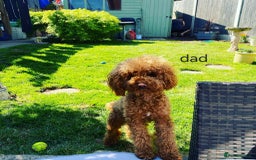 Cavapoo dogs for sale: Adorable Cavapoo Puppies -Ready 23rd -December! - Advert 8