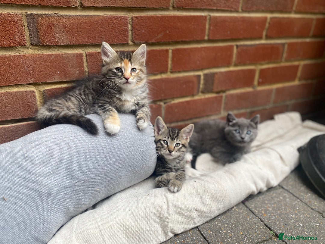 RagaMuffin cats for sale: 🐾 **Adopt Ragdoll-Shorthair Kitten!** 🐾 - Image 2