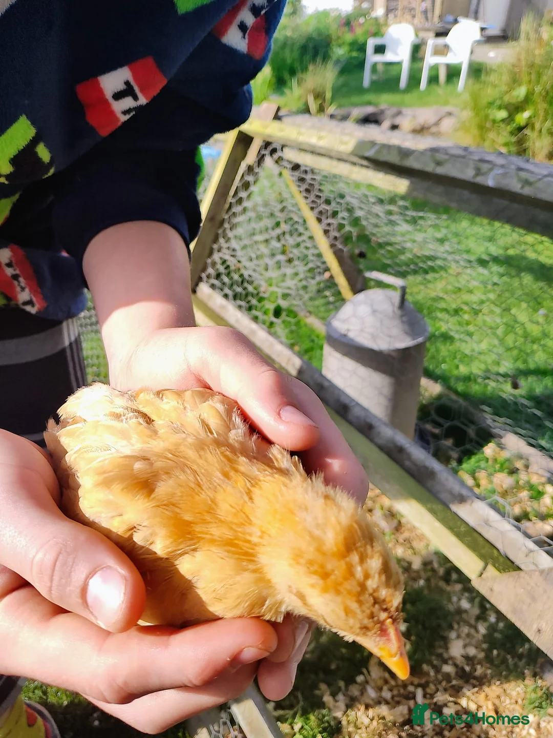 Chickens poultry for sale: 2 baby golden pekin bantams.£10 each in Kington - Advert 2