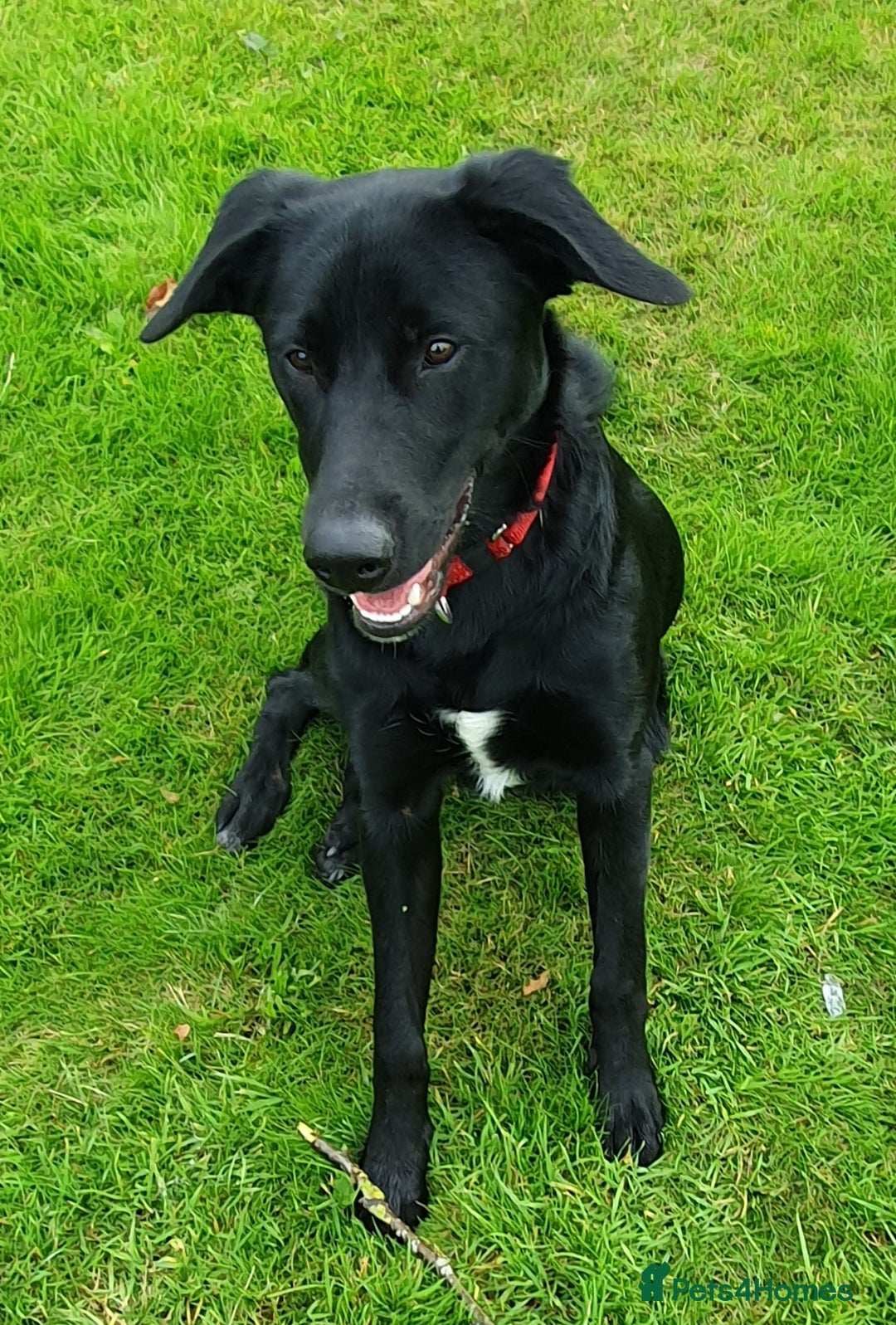 Borador dogs for sale: Lovely 2 year old lab/collie for sale - Advert 11
