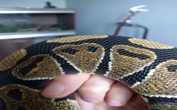 Python Snake reptiles for sale: Male Royal Python and Vivarium - Advert 3