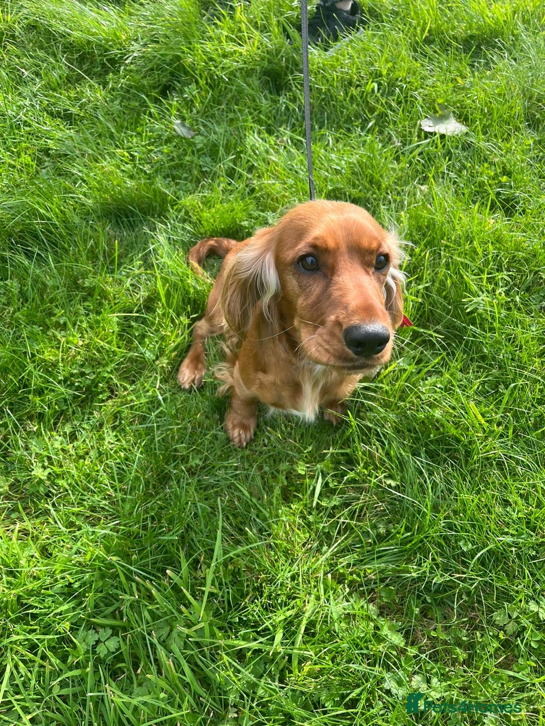 Cocker Spaniel dogs for sale: Cocker spaniel puppies  - Image 9