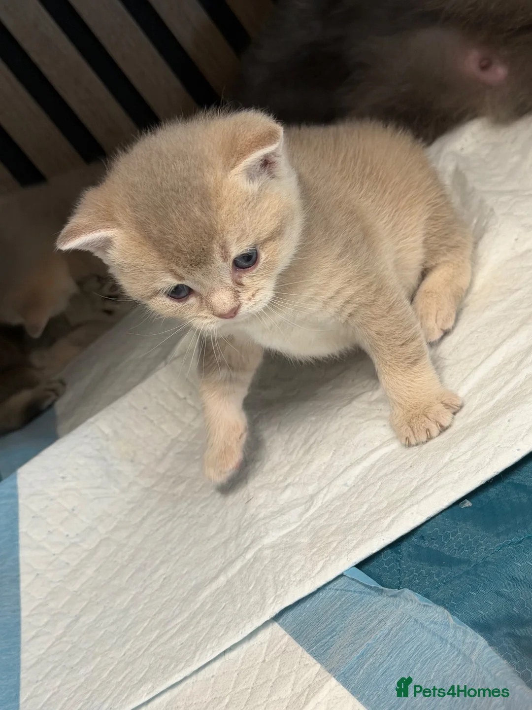 British Shorthair cats for sale: Beautiful British Shorthair Kittens  in Ilford - Advert 2