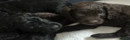 Mixed Breed dogs for sale: Gorgeous Sprocker Poo Pups ** litter ready06/06/26 - Advert 12