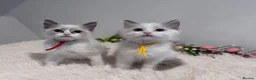 Ragdoll cats for sale: Beautiful TICA registered Ragdoll Kittens  - Advert 5