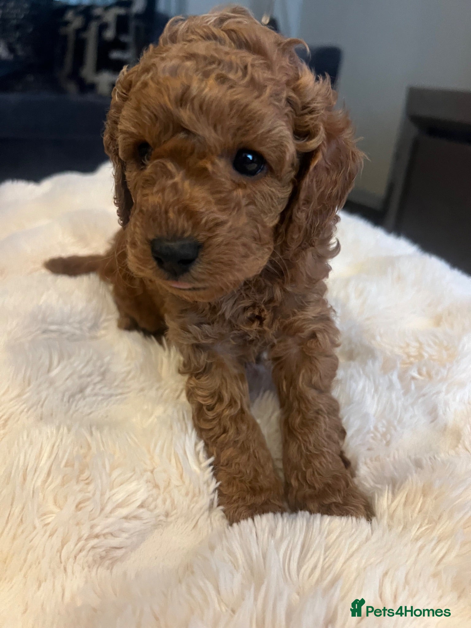 Cavapoo dogs 🐶 4 Amazing baby girl cavapoos 🐶 - Advert 10