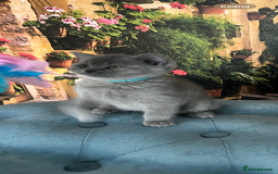 British Shorthair cats for sale: Beautiful British shorthair kittens 🐱 🥰 - Advert 19