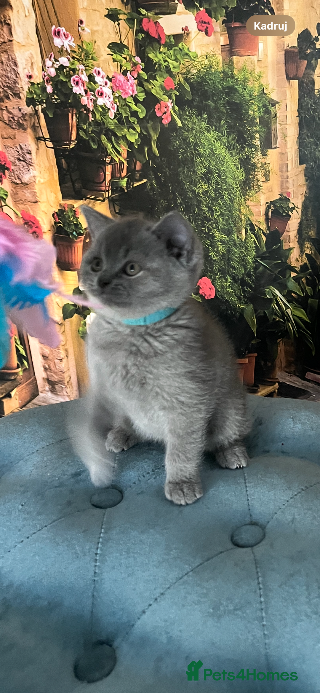 British Shorthair cats for sale: Beautiful British shorthair kittens 🐱 🥰 - Advert 19