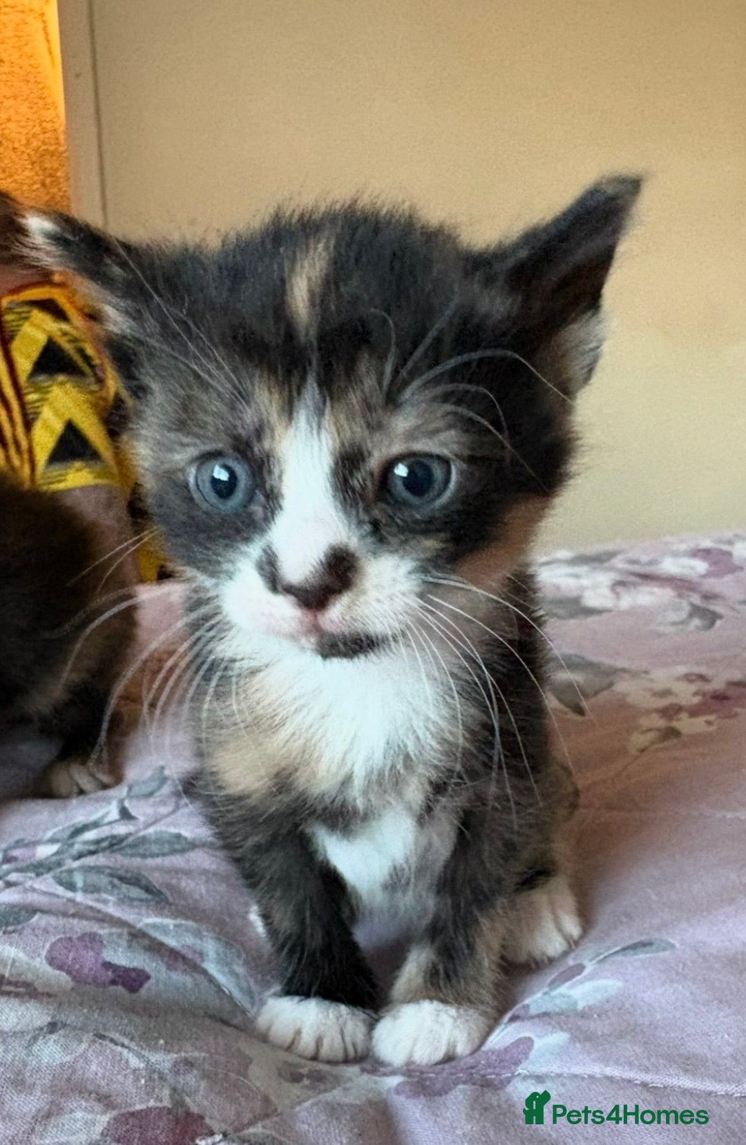 Mixed Breed cats for sale: Stunning Calico Kitten - Advert 9