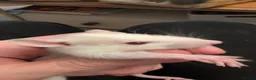 Rat rodents for sale: 12 super tame baby rats with various colours - Advert 3