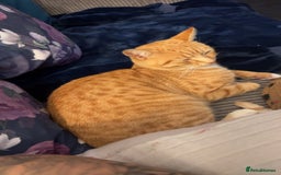 Mixed Breed cats for sale: Male ginger cat  - Image 5