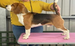 Beagle dogs for stud: Winner at Crufts 2025! in Tonbridge - Image 4