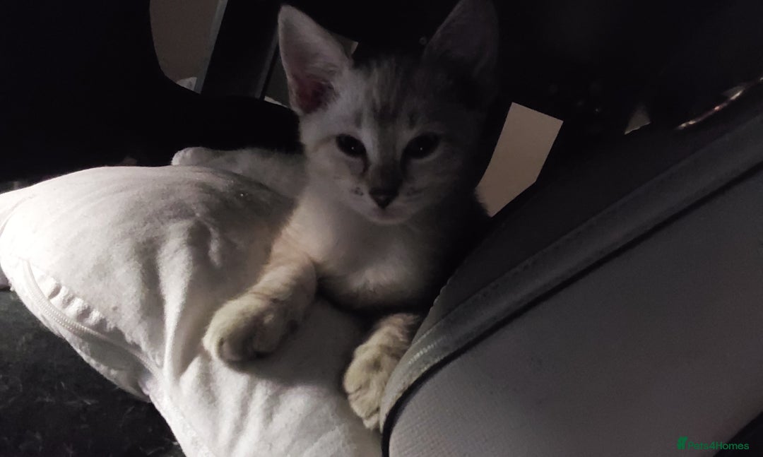 Bengal cats for sale: Snow bengal x seal point ragdoll kittens - Image 1