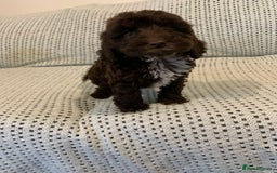 Cockapoo dogs for sale: Show type cockapoo - Image 6