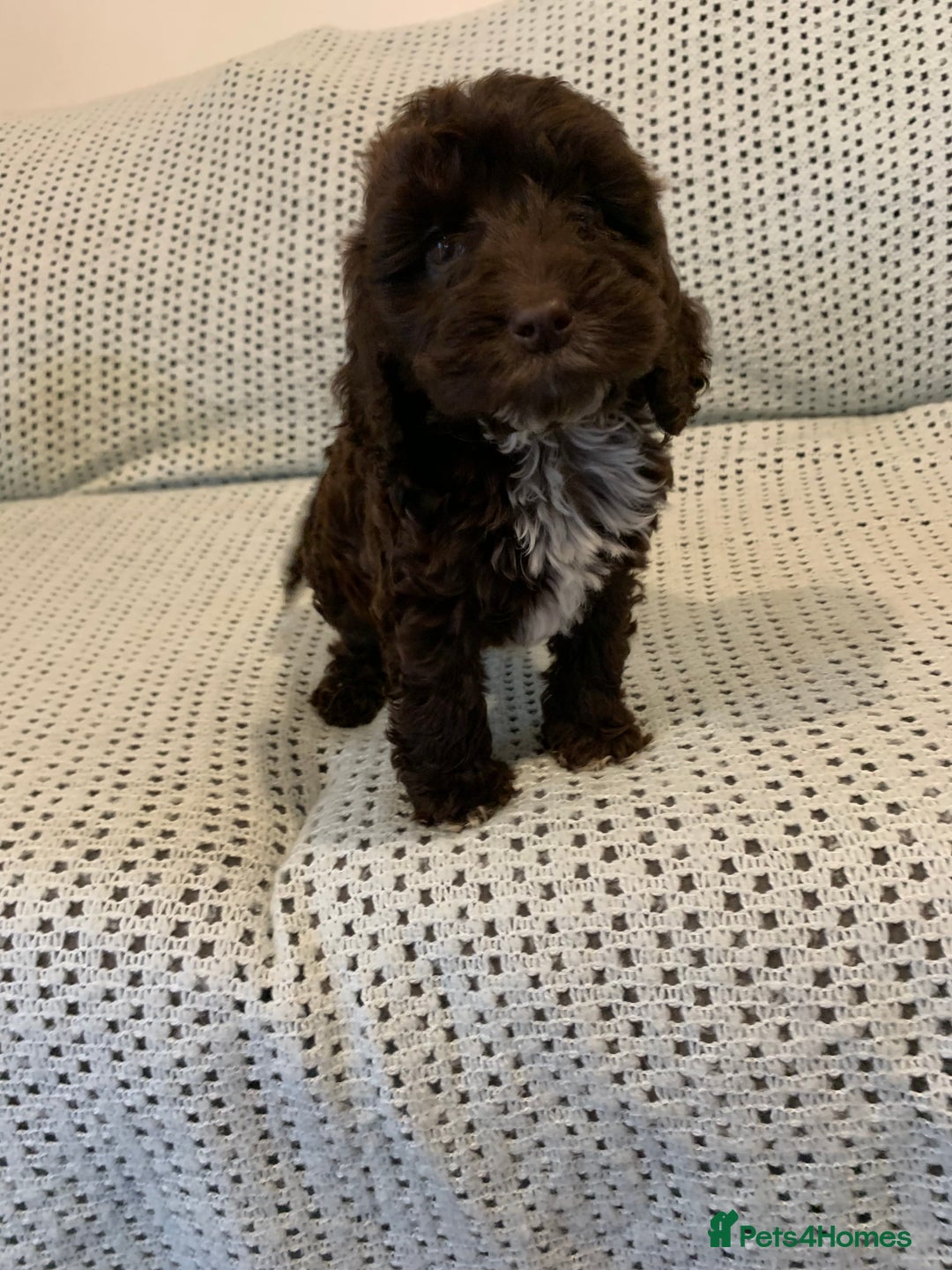 Cockapoo dogs for sale: Show type cockapoo - Image 6