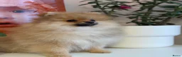Pomeranian dogs for sale: KC Beautiful Pomeranian Puppies  - Advert 11