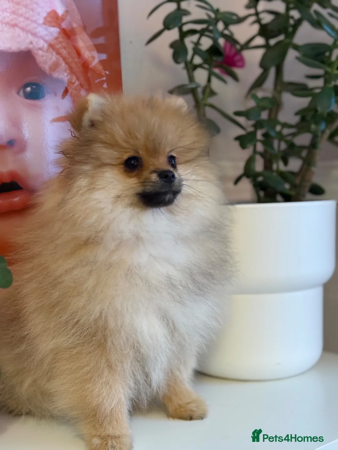 Pomeranian dogs for sale: KC Beautiful Pomeranian Puppies  - Advert 11