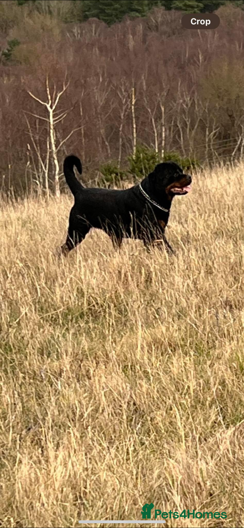 Rottweiler dogs Stunning male Rottweiler for stud  - Advert 13