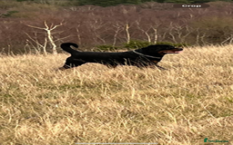 Rottweiler dogs for stud: Stunning male Rottweiler for stud  - Image 1