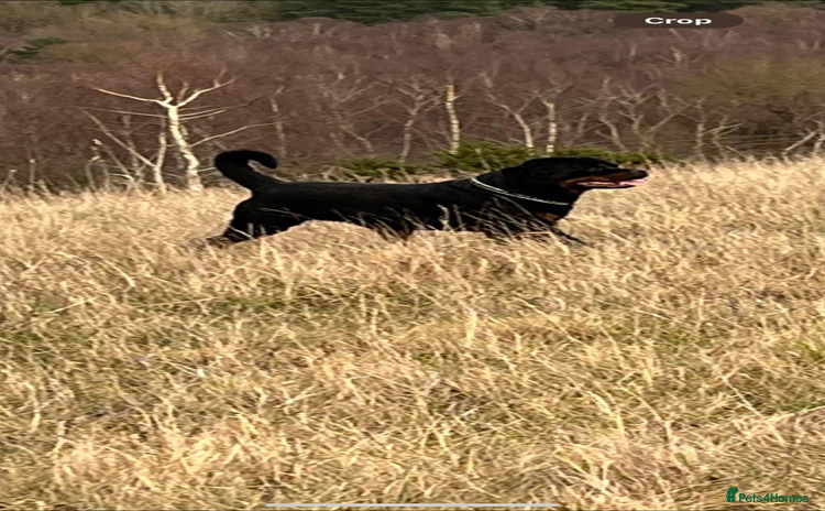 Rottweiler dogs - Advert 16