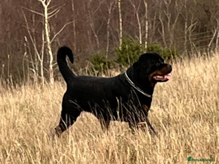 Rottweiler dogs - Advert 1