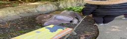 Tortoise reptiles for sale: Redfoot tortoises - Advert 3