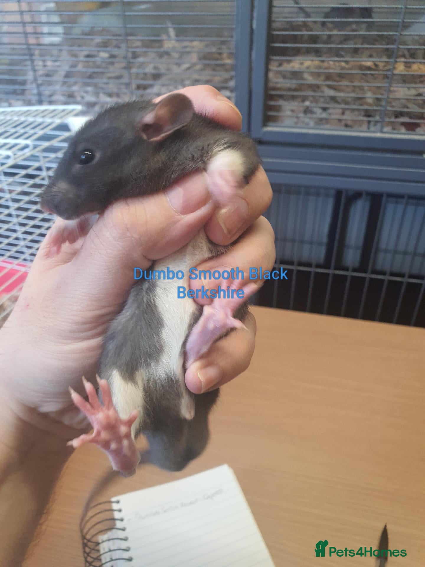 Rat rodents Rat kits for sale - Advert 2