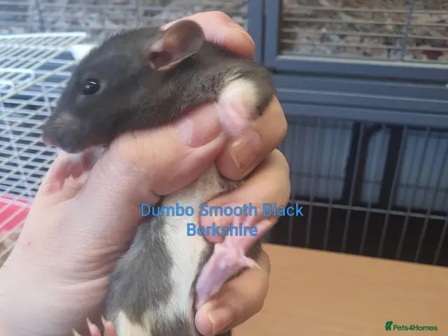 Rat rodents for sale: Rat kits for sale - Advert 2
