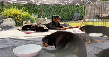 Rottweiler dogs - Advert 3